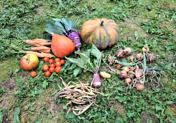Foto: Erste Ernte der Gem&uuml;seackerdemie