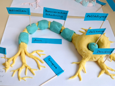 Foto: Veranschaulichung Nervenimpuls