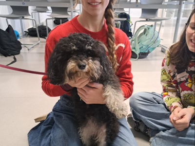 Foto: Havaneser in der 3G1